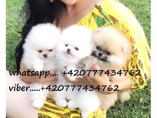 PoulaTo: Όμορφα Pomeranian κουτάβια
